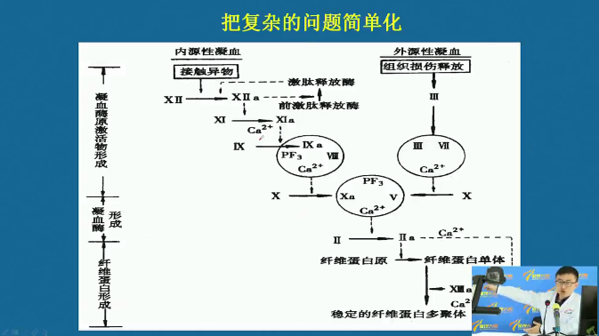 凝血酶形成